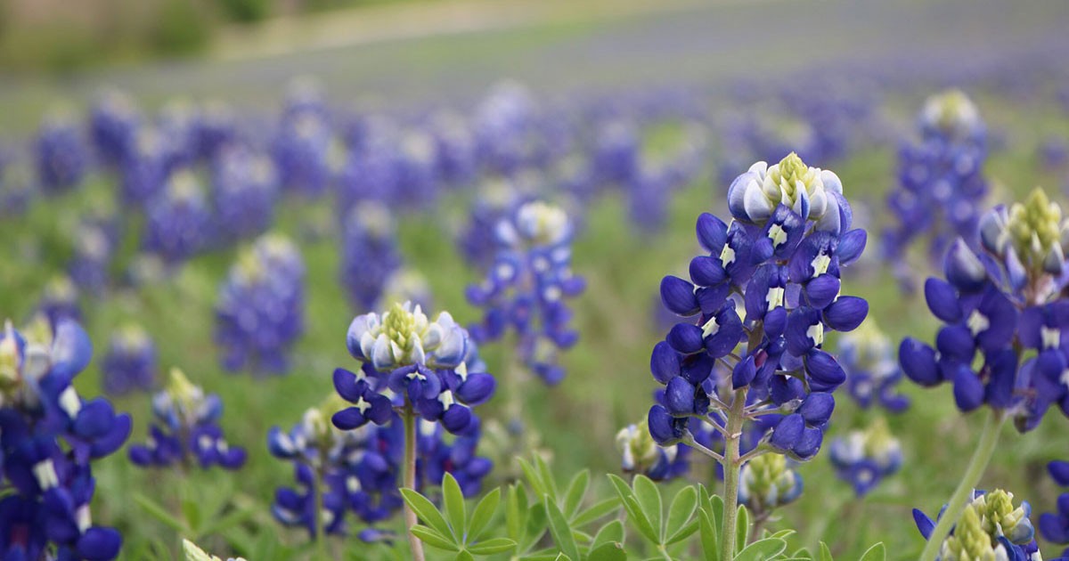 A close-up of bluebonnet flowers in a field with a blurred background.